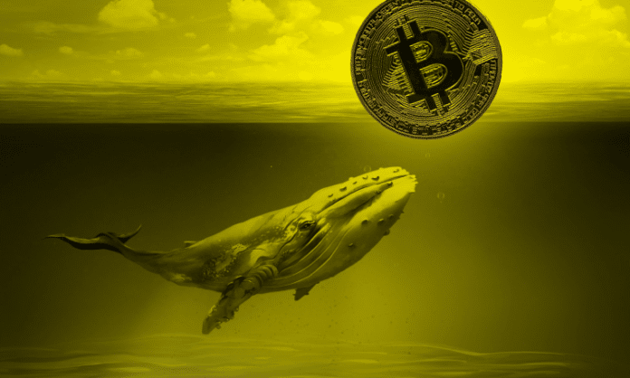 Whales are Excited to Buy the Dips