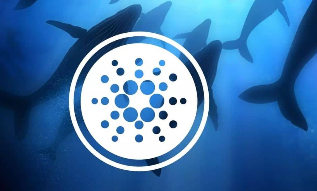 Cardano Whales Back In Action: ADA Records Largest Spike of 1085 Transactions Exceeding $100K Since January